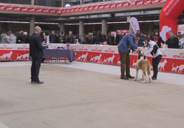 de Can Font - DOGSHOW INTERNATIONAL GIRONA 2016