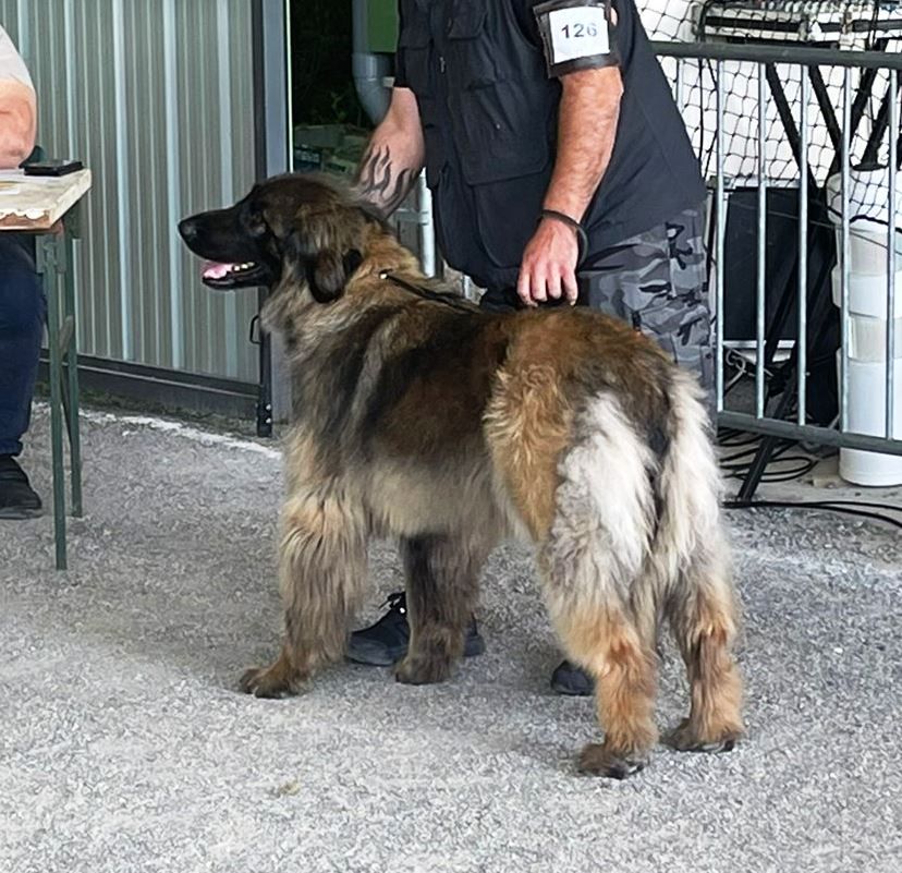 de Can Font - REGIONALE D´ÉLEVAGE LEONBERGER 