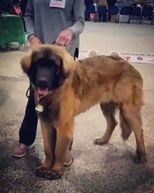 de Can Font - SPECIAL LEONBERGER AVIGNON - FRANCE