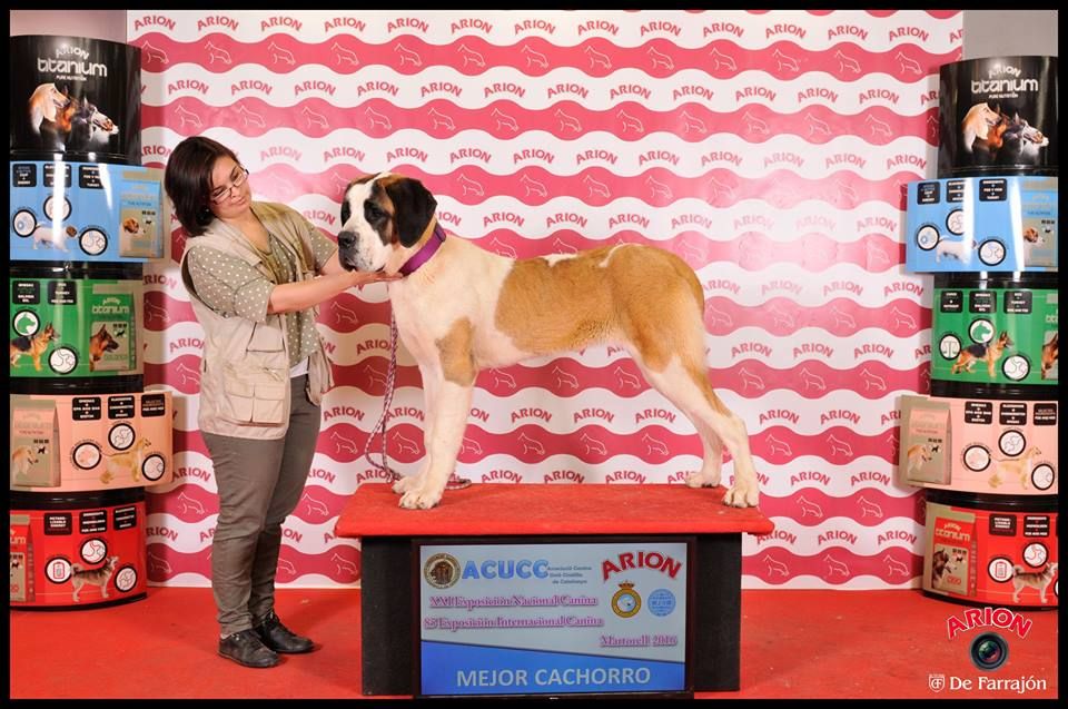 de Can Font - XXI DOGSHOW NATIONAL MARTORELL 2016