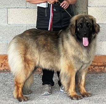 de Can Font - 41 DOG SHOW SPECIAL DE RAZA LEONBERGER 