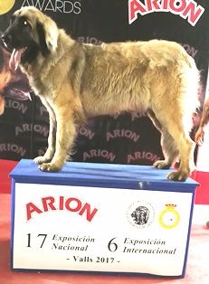 de Can Font - VI-XVII SHOW DOG NATIONAL -INTERNATIONAL VALLS 2017