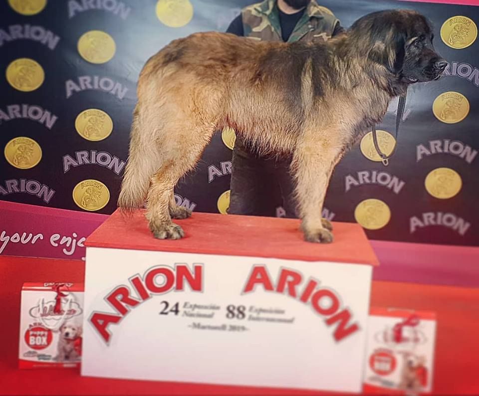 de Can Font - XIX national dog show 