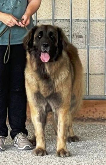 de Can Font - REGIONALE D´ÉLEVAGE LEONBERGER 