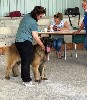  - 41 DOG SHOW SPECIAL DE RAZA LEONBERGER 