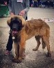  - SPECIAL LEONBERGER AVIGNON - FRANCE