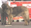  - XIX DOG SCHOW INTERNATIONAL GIRONA