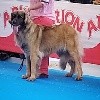  - 36 DOG SHOW INTERNATIONAL CAC CACIB. TALAVERA DE LA REI CHAMPION SPAIN