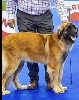  - 137 INTERENATIONAL DOG SHOW SANTAREM