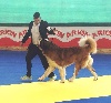  - XLIII DOGSHOW NATIONAL ASTURIAS