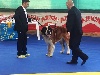  - XLIII DOGSHOW NATIONAL ASTURIAS