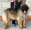  - 41 DOG SHOW SPECIAL DE RAZA LEONBERGER 