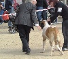  - DOGSHOW REGIONALE CALDES DE MALAVELLA