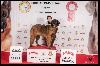  - DOG SHOW INTERNATIONAL VALLS - CAC CACIB 