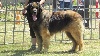  - XLIII DOG SHOW IGUALADA LEONBERGER