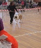  - DOGSHOW REGIONALE MAÇANET DE LA SELVA