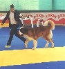  - XLIII DOGSHOW ASTURIAS-OVIEDO