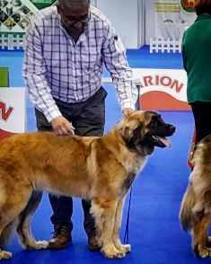 de Can Font - 138 INTERENATIONAL DOG SHOW SANTAREM