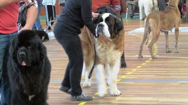 de Can Font - DOGSHOW REGIONALE MAÇANET DE LA SELVA