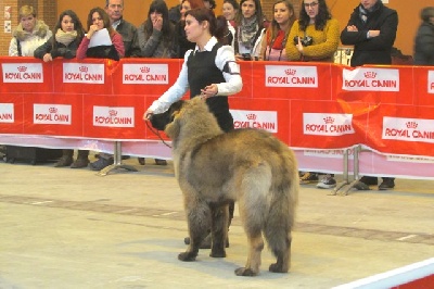 de Can Font - XXXIV EXPOSITION NATIONAL ZARAGOZA CAC - 2014- Especial Leonberger 