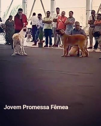 de Can Font - 15 NATIONAL DOG SHOW BEJAS