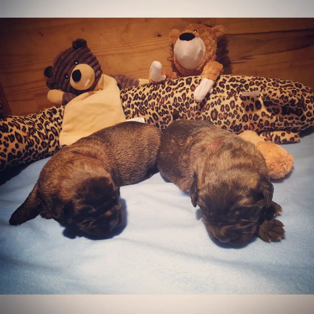 de Can Font - Chiot disponible  - Leonberger