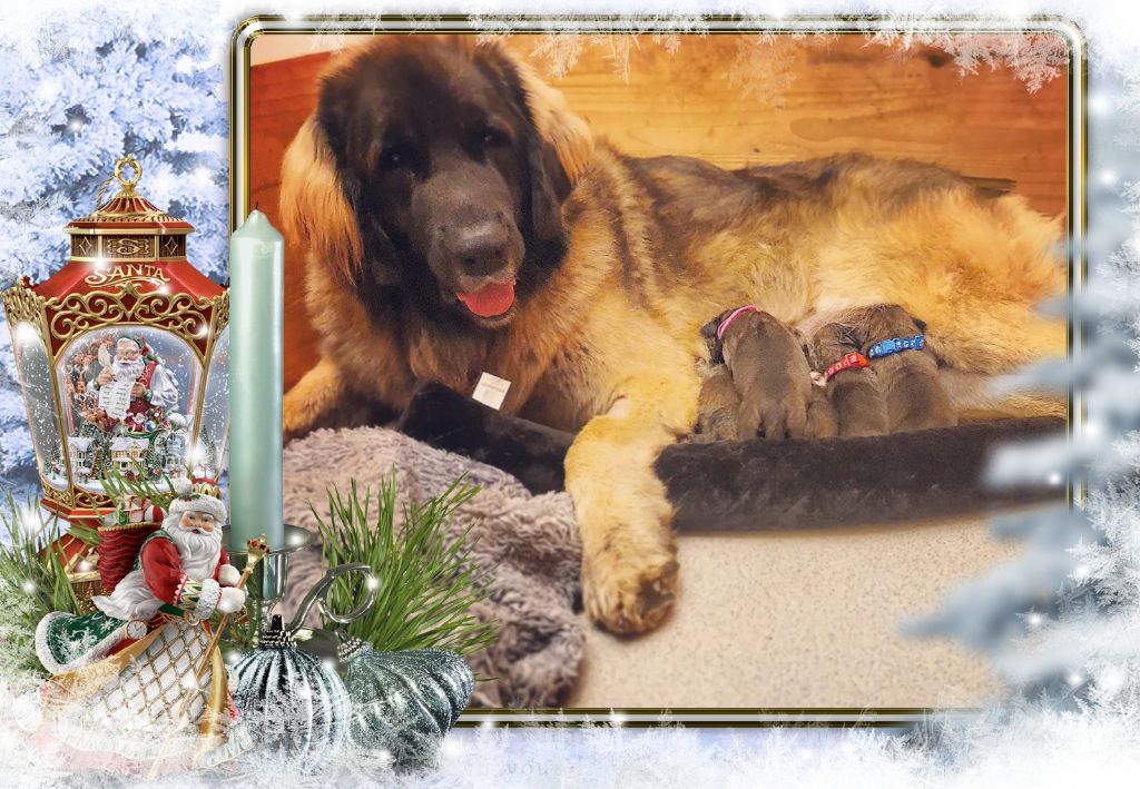 chiot Leonberger de Can Font