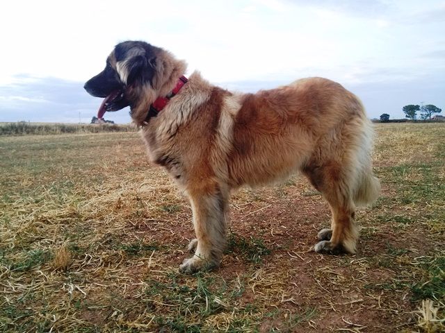 D'corail Des bergers de corail