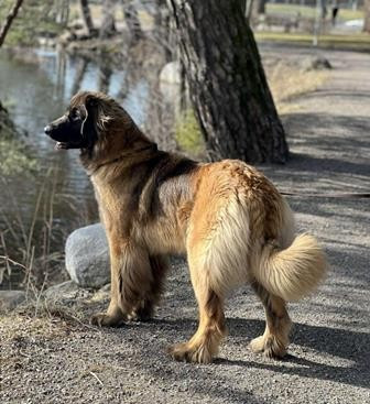 Dog Show Norway in Vikersund