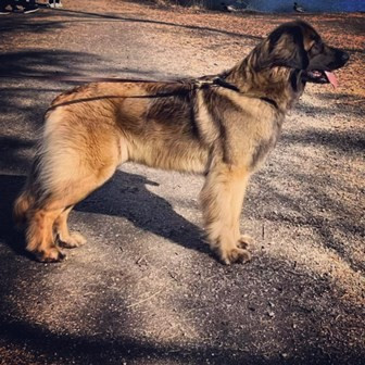 Dog Show Norway in Vikersund -Easter