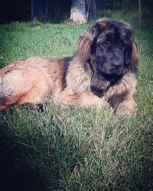 de Can Font - News : Puppies from Sweeden