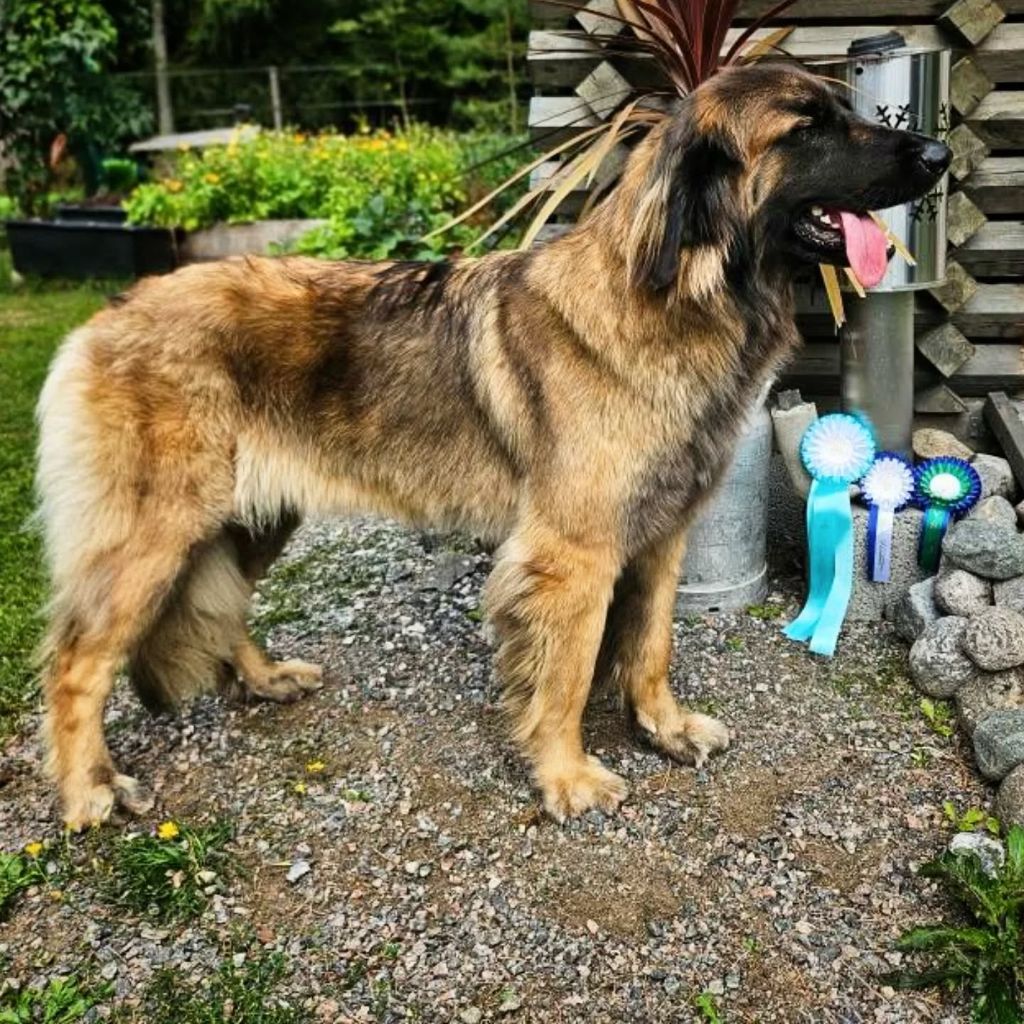 de Can Font - INTERNATIONAL WINNER DOGSHOW TALLINN ESTONIA