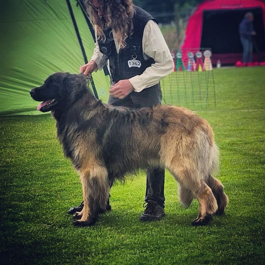 de Can Font - **Nordic DogShow International , Twääker**