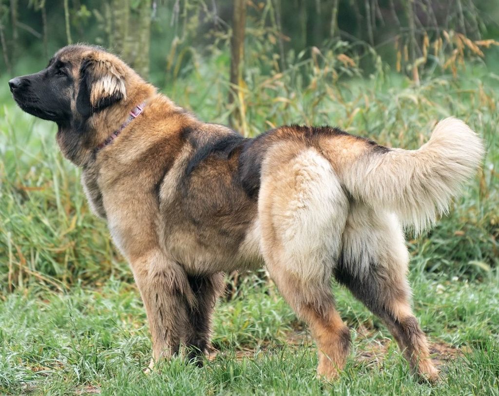 de Can Font - News : Puppies from Australia