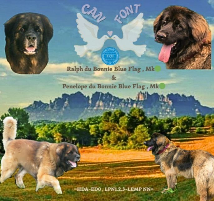 de Can Font - *** PUPPIES*** BÉBÉS*** CACHORROS***