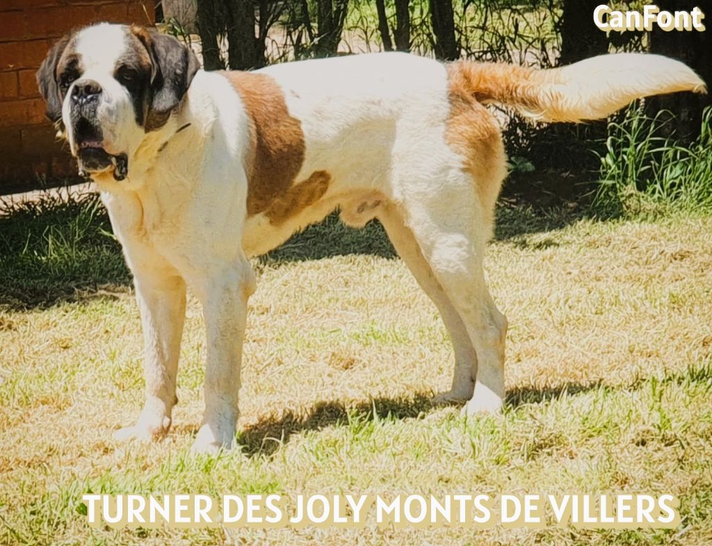 de Can Font - TURNER