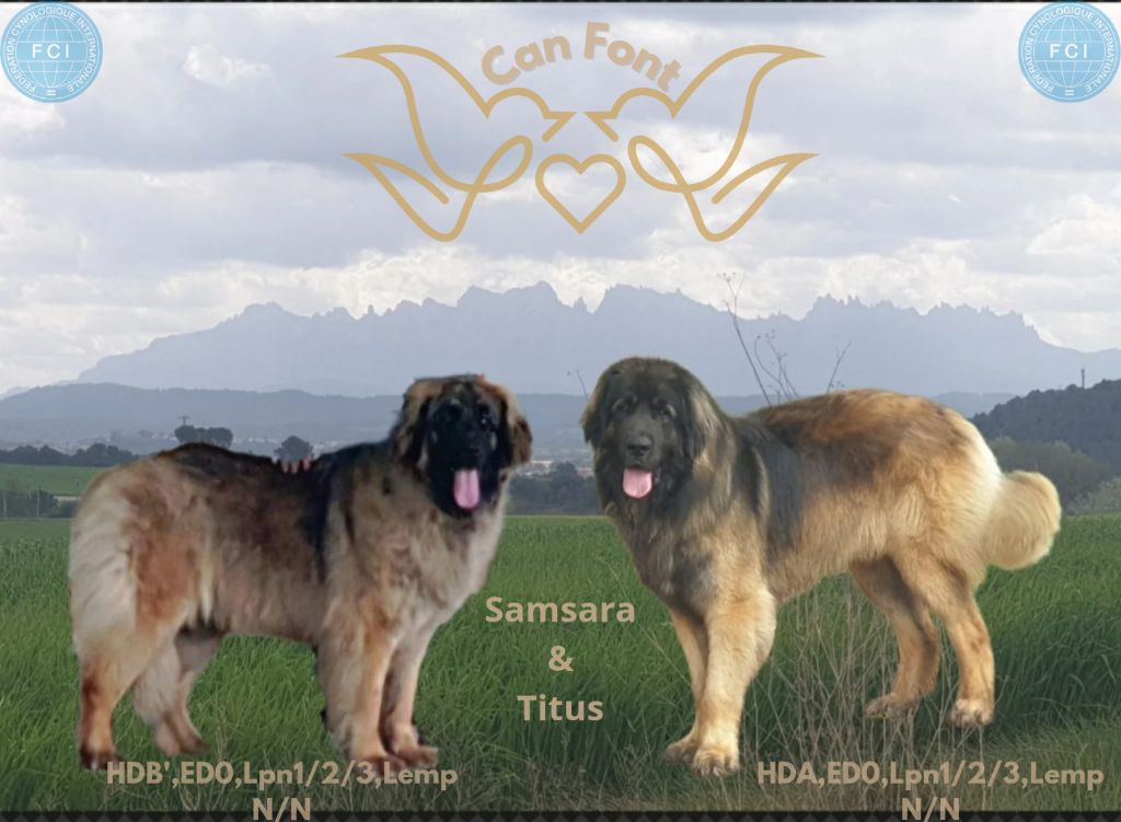 Chiot Leonberger de Can Font