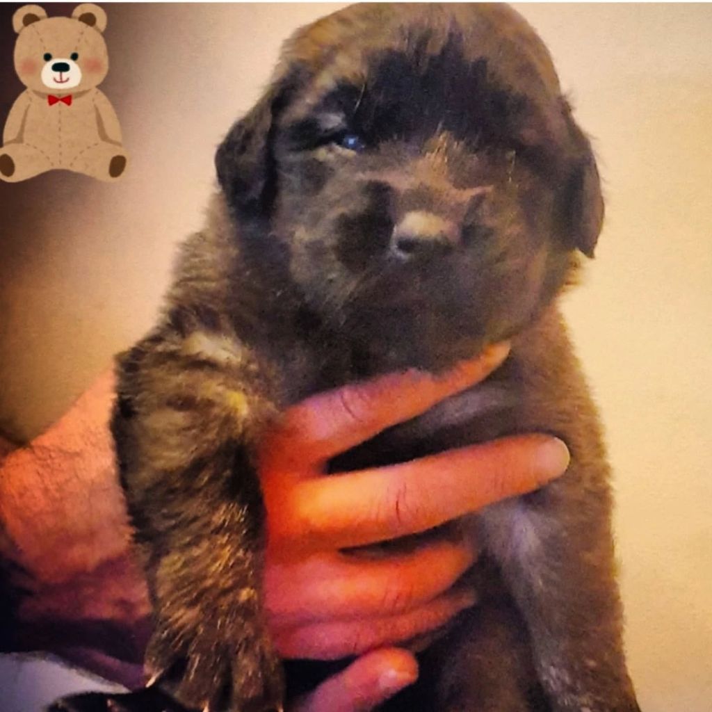 de Can Font - Chiots disponibles - Leonberger