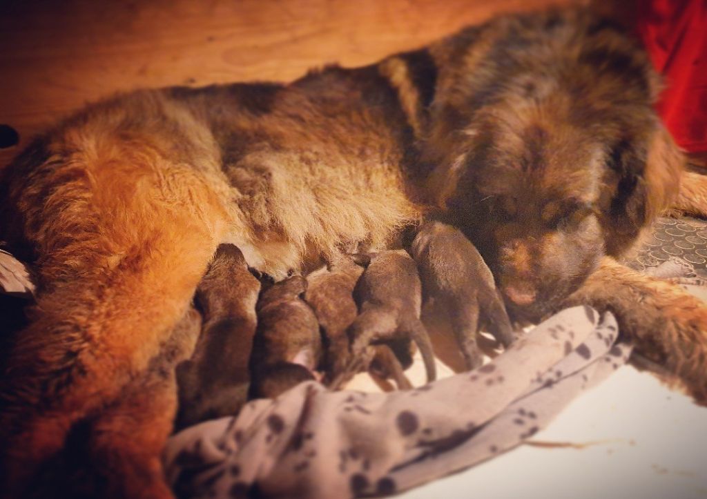 de Can Font - Chiots disponibles - Leonberger