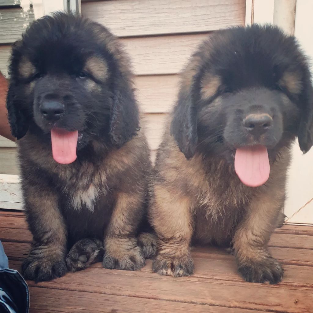 de Can Font - Chiots disponibles - Leonberger