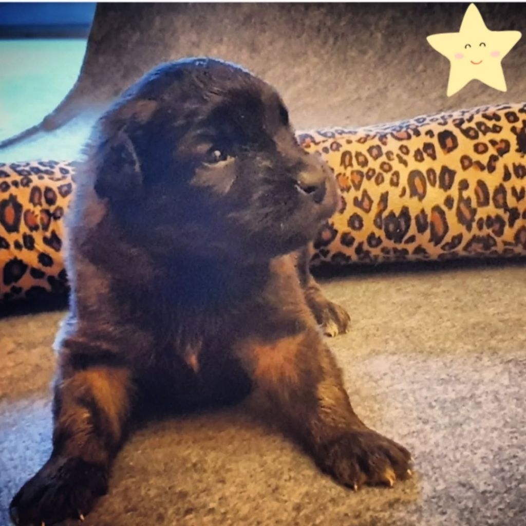 de Can Font - Chiots disponibles - Leonberger