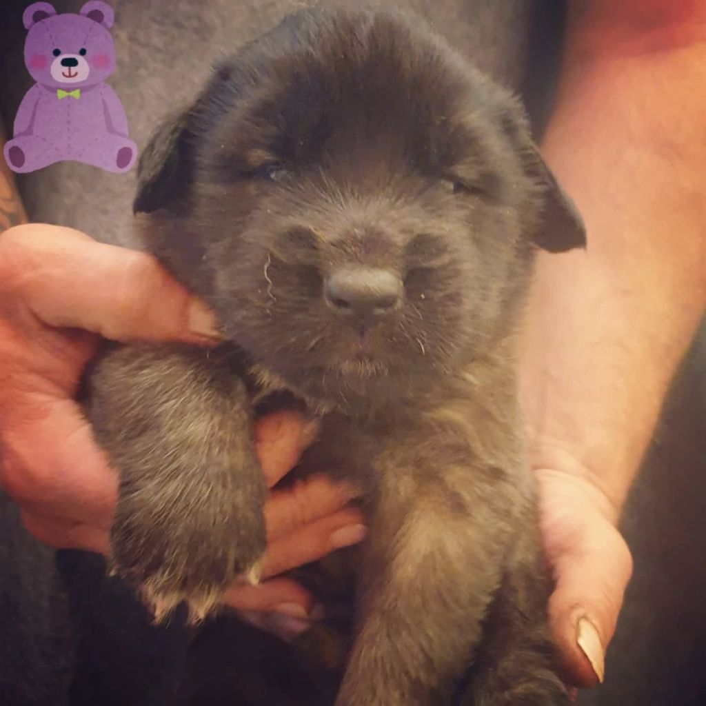 de Can Font - Chiots disponibles - Leonberger