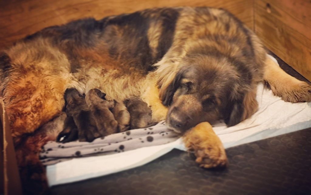 de Can Font - Chiots disponibles - Leonberger