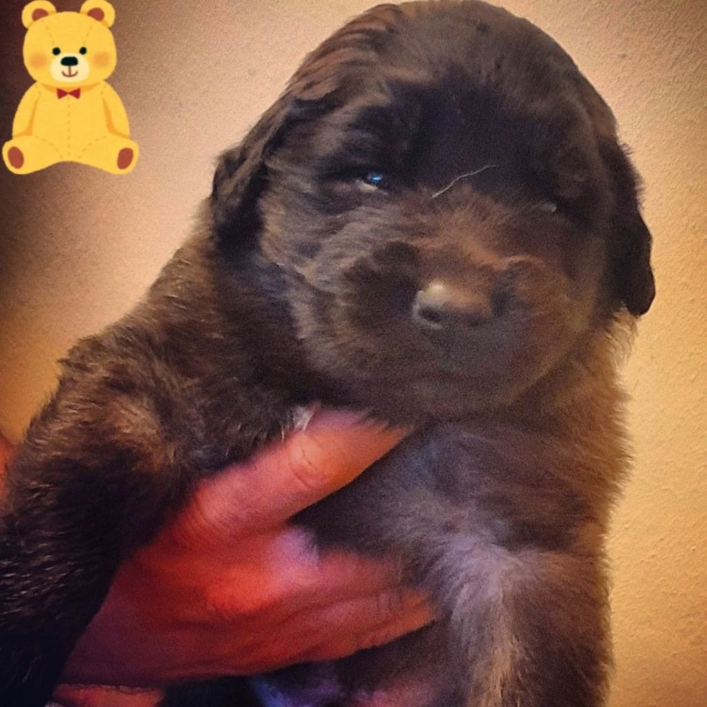 de Can Font - Chiots disponibles - Leonberger